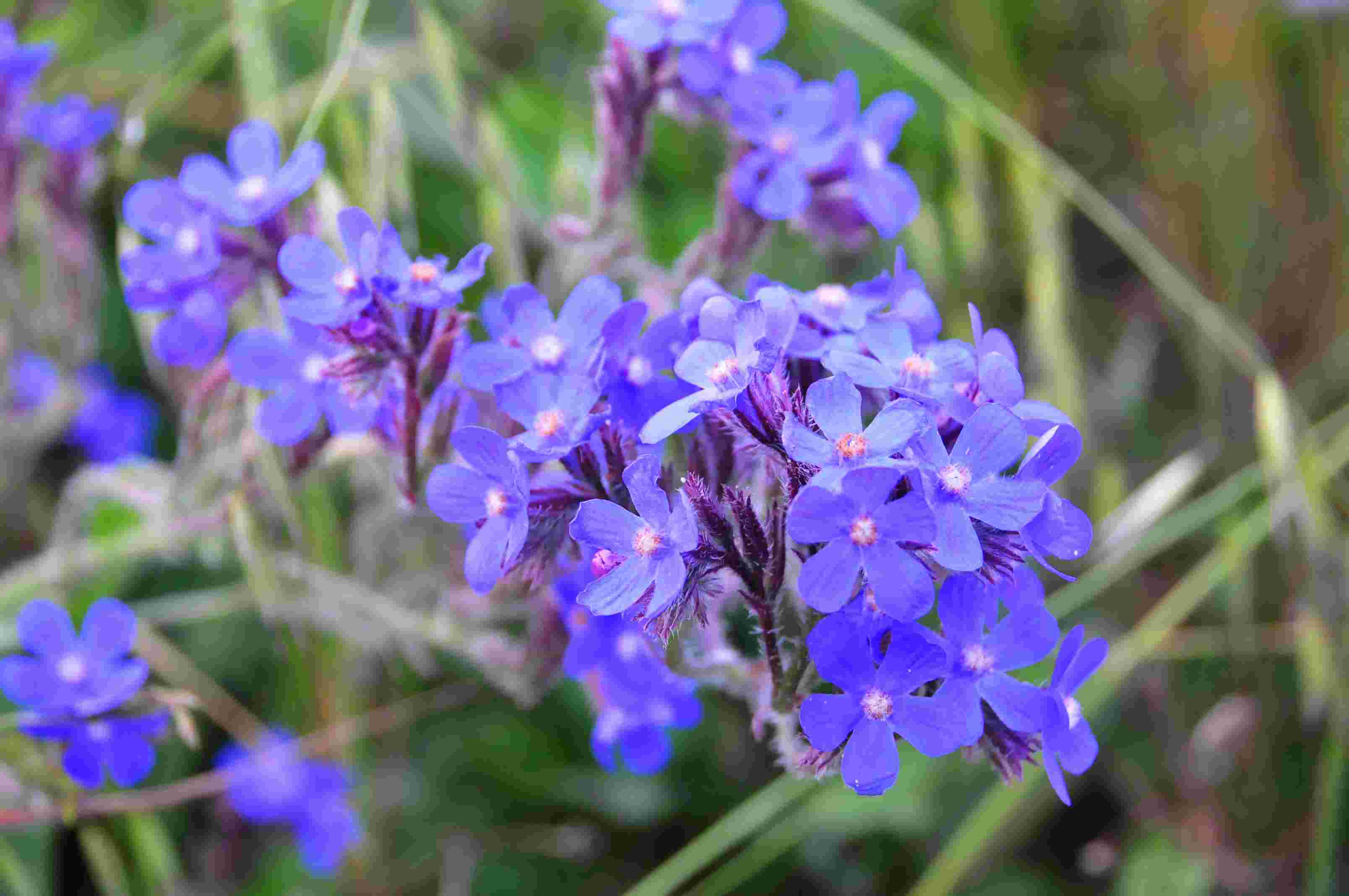 Anchusa azurea / Buglossa azzurra
